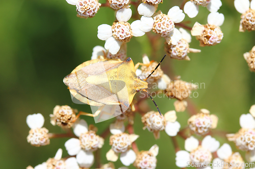 Image of southern green stink bug  (Palomena prasina)