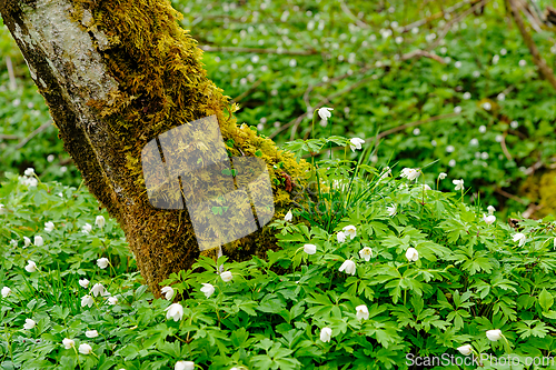 Image of Lush green forest floor adorned with blooming white flowers nest