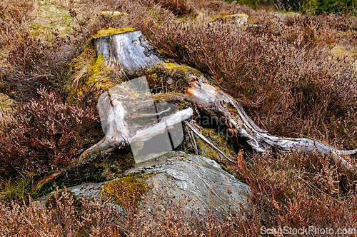 Image of Weathered tree stump with moss and roots in a natural landscape 