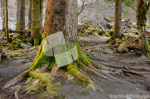 Image of Majestic tree with lush moss at forest edge during early morning