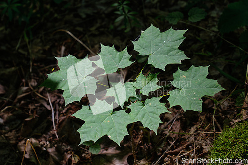 Image of Maple tree seedlings in shadow