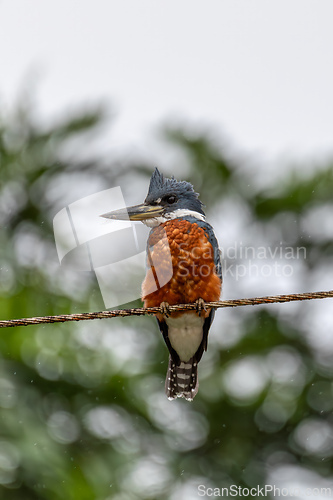 Image of Amazon Kingfisher, Chloroceryle amazona, Refugio de Vida Silvestre Cano Negro, Wildlife and bird watching in Costa Rica