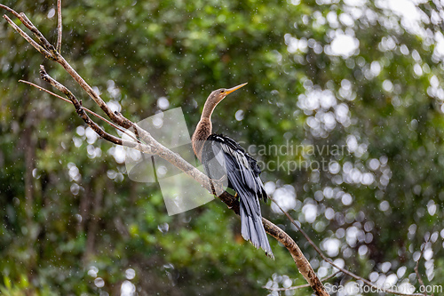Image of Snakebird, darter, American darter, or water turkey, Anhinga anhinga, Costa Rica