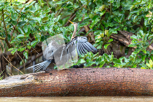 Image of Snakebird, darter, American darter, or water turkey, Anhinga anhinga, Costa Rica