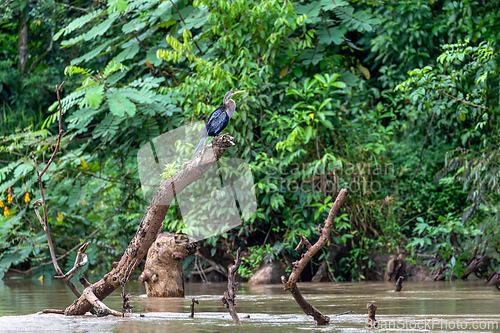 Image of Snakebird, darter, American darter, or water turkey, Anhinga anhinga, Costa Rica