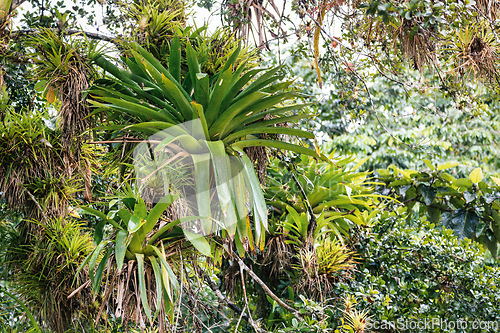 Image of Refugio de Vida Silvestre Cano Negro rainforest, Costa Rica wilderness landscape.