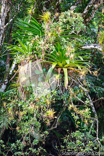 Image of Refugio de Vida Silvestre Cano Negro rainforest, Costa Rica wilderness landscape.