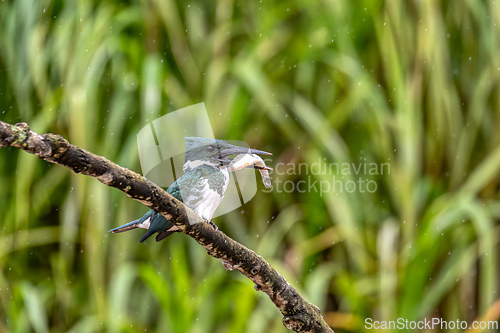 Image of Amazon Kingfisher, Chloroceryle amazona, Refugio de Vida Silvestre Cano Negro, Wildlife and bird watching in Costa Rica