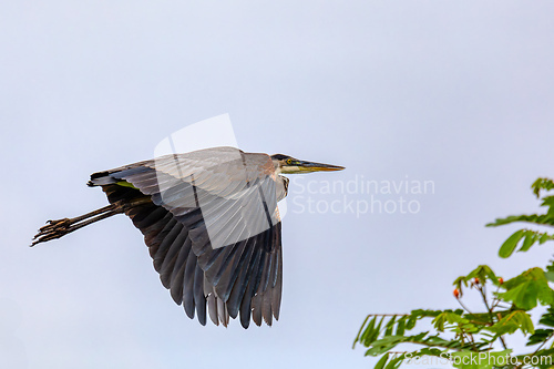 Image of Great blue heron - Ardea herodias, Costa Rica