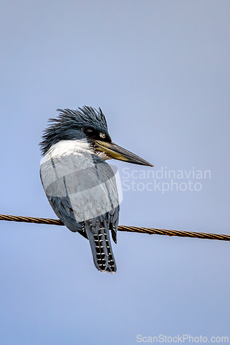 Image of Ringed kingfisher (Megaceryle torquata). Refugio de Vida Silvestre Cano Negro, Wildlife and bird watching in Costa Rica