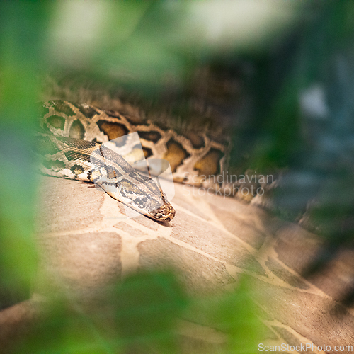 Image of Close up of burmese python (python molurus bivittatus)