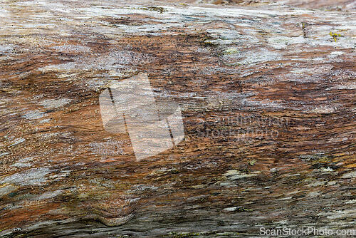 Image of Weathered wood log rests on the ground exhibiting unique texture