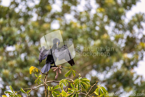 Image of Neotropic cormorant - Phalacrocorax brasilianus. Refugio de Vida Silvestre Cano Negro, Wildlife and bird watching in Costa Rica.