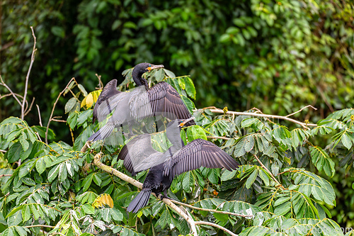 Image of Neotropic cormorant - Phalacrocorax brasilianus. Refugio de Vida Silvestre Cano Negro, Wildlife and bird watching in Costa Rica.