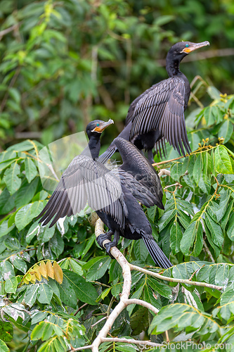 Image of Neotropic cormorant - Phalacrocorax brasilianus. Refugio de Vida Silvestre Cano Negro, Wildlife and bird watching in Costa Rica.
