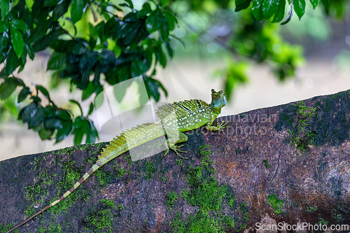 Image of Plumed green basilisk (Basiliscus plumifrons) Cano Negro, Costa Rica wildlife
