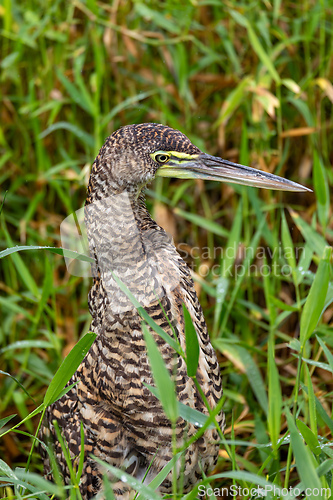 Image of Bare-throated tiger heron, Tigrisoma mexicanum. River Rio Bebedero, Refugio de Vida Silvestre Cano Negro, Costa Rica wildlife