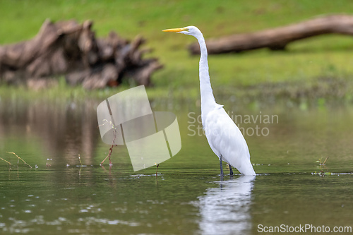 Image of Great egret, Ardea alba Cano Negro, Costa Rica