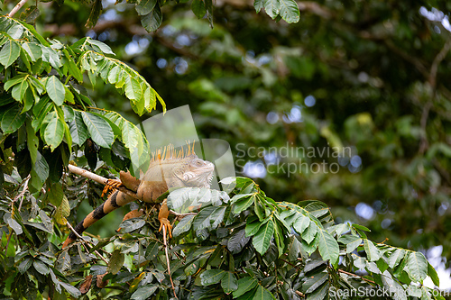 Image of Green iguana - Iguana iguana, Refugio de Vida Silvestre Cano Negro, Wildlife and birdwatching in Costa Rica.