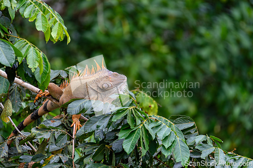 Image of Green iguana - Iguana iguana, Refugio de Vida Silvestre Cano Negro, Wildlife and birdwatching in Costa Rica.