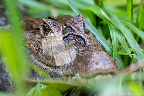 Image of Spectacled caiman, Caiman crocodilus Cano Negro, Costa Rica.