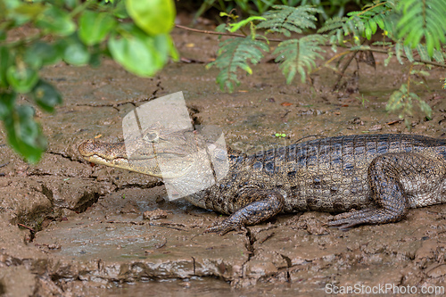 Image of Spectacled caiman, Caiman crocodilus Cano Negro, Costa Rica.