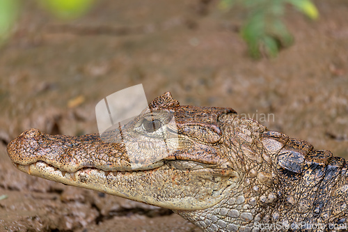 Image of Spectacled caiman, Caiman crocodilus Cano Negro, Costa Rica.