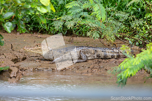 Image of Spectacled caiman, Caiman crocodilus Cano Negro, Costa Rica.