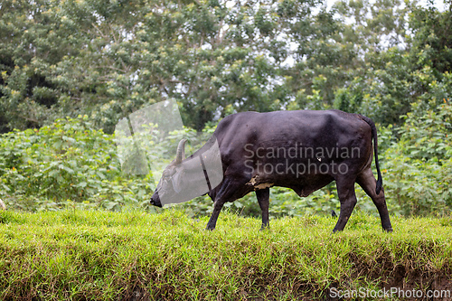 Image of American Brahman, beef cattle. Refugio de Vida Silvestre Cano Negro
