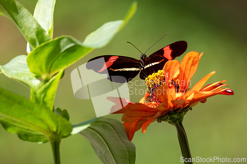 Image of Heliconius erato cruentus butterfly, Refugio de Vida Silvestre Cano Negro, Costa Rica Wildlife