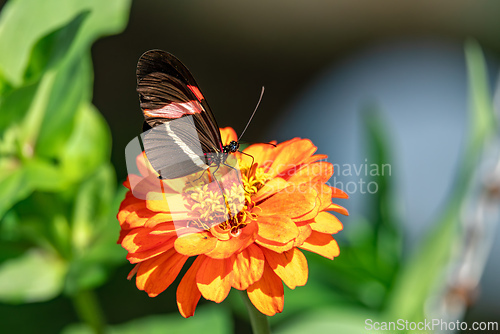 Image of Heliconius erato cruentus butterfly, Refugio de Vida Silvestre Cano Negro, Costa Rica Wildlife