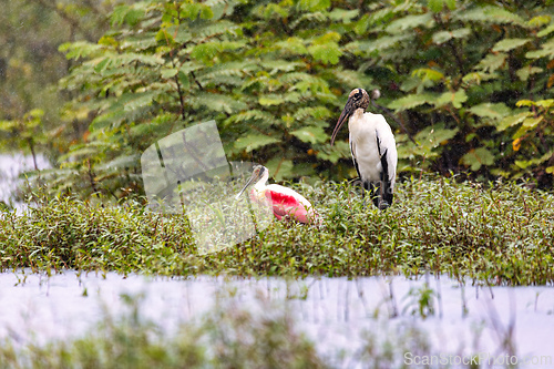 Image of Wood stork - Mycteria americana. Refugio de Vida Silvestre Cano Negro, Wildlife and bird watching in Costa Rica.