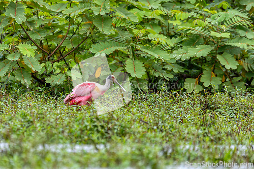 Image of Roseate spoonbill - Platalea ajaja, Refugio de Vida Silvestre Cano Negro, Wildlife and bird watching in Costa Rica.