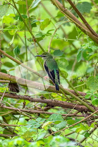 Image of Red-legged honeycreeper female - Cyanerpes cyaneus. Refugio de Vida Silvestre Cano Negro, Bird watching in Costa Rica.