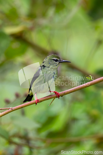 Image of Red-legged honeycreeper female - Cyanerpes cyaneus. Refugio de Vida Silvestre Cano Negro, Bird watching in Costa Rica.