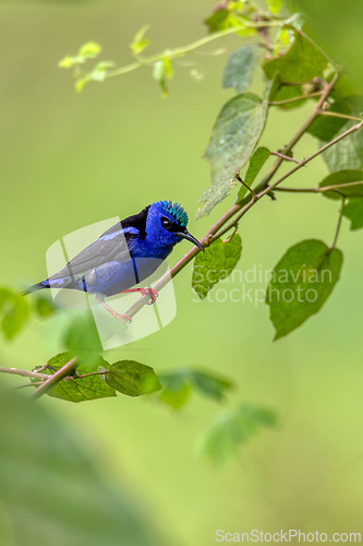 Image of Red-legged honeycreeper male - Cyanerpes cyaneus. Refugio de Vida Silvestre Cano Negro, Bird watching in Costa Rica.