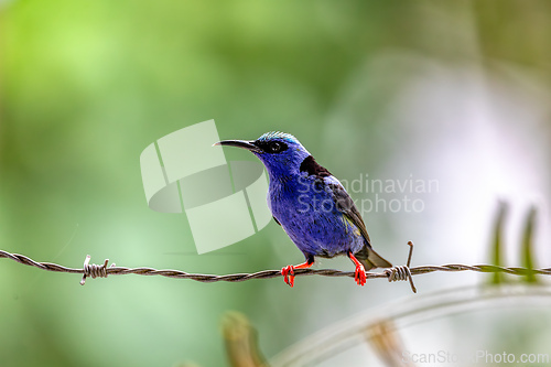 Image of Red-legged honeycreeper male - Cyanerpes cyaneus. Refugio de Vida Silvestre Cano Negro, Bird watching in Costa Rica.