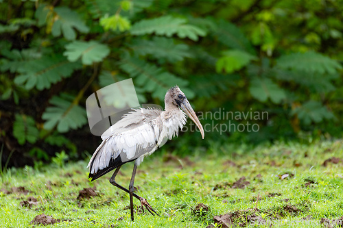 Image of Wood stork - Mycteria americana. Refugio de Vida Silvestre Cano Negro, Wildlife and bird watching in Costa Rica.