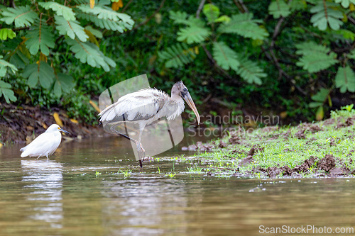 Image of Wood stork - Mycteria americana. Refugio de Vida Silvestre Cano Negro, Wildlife and bird watching in Costa Rica.