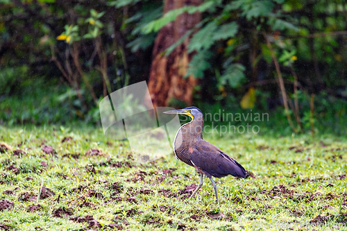 Image of Bare-throated tiger heron - Tigrisoma mexicanum. River Rio Bebedero, Refugio de Vida Silvestre Cano Negro, Costa Rica wildlife