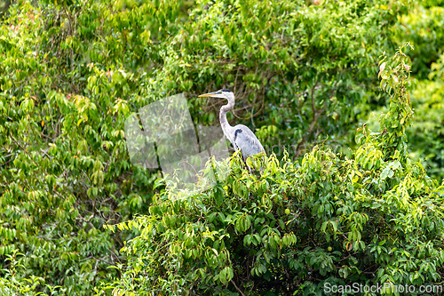Image of Great blue heron - Ardea herodias with Hypostomus plecostomu in beak, Costa Rica