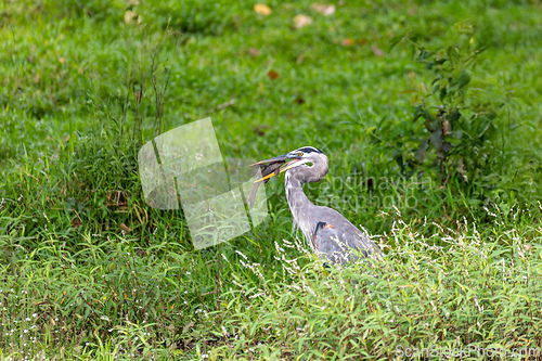 Image of Great blue heron - Ardea herodias with Hypostomus plecostomu in beak, Costa Rica