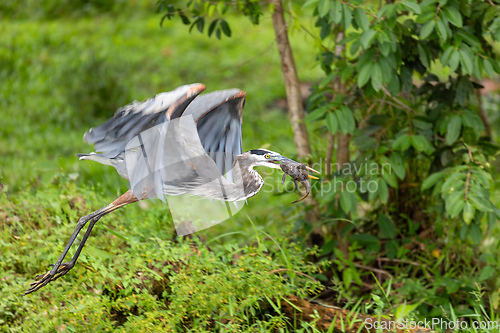 Image of great blue heron, Ardea herodias with Hypostomus plecostomu in beak, Costa Rica