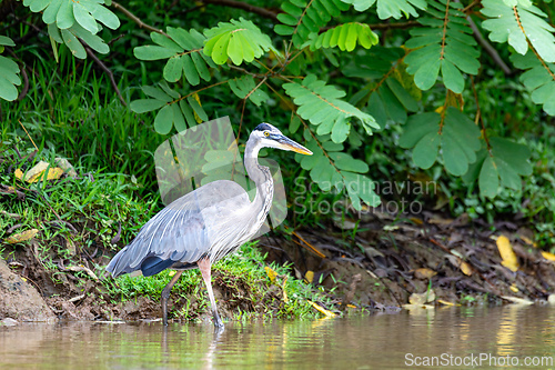 Image of Great blue heron - Ardea herodias with Hypostomus plecostomu in beak, Costa Rica