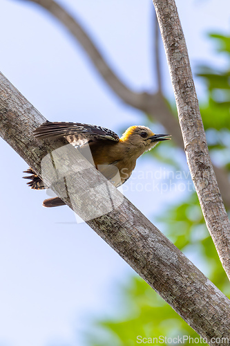 Image of Hoffmann's woodpecker, Melanerpes hoffmannii. Refugio de Vida Silvestre Cano Negro, Wildlife and birdwatching in Costa Rica.