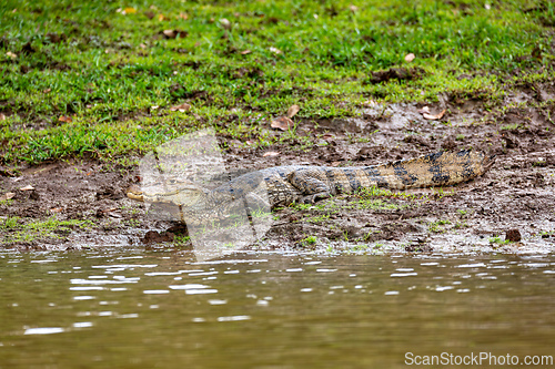 Image of Spectacled caiman, Caiman crocodilus Cano Negro, Costa Rica.