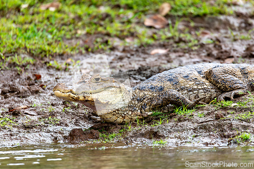 Image of Spectacled caiman, Caiman crocodilus Cano Negro, Costa Rica.