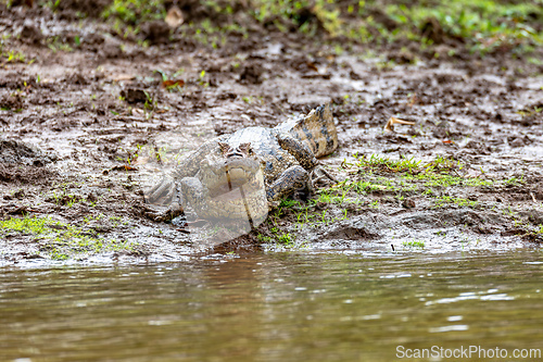 Image of Spectacled caiman, Caiman crocodilus Cano Negro, Costa Rica.