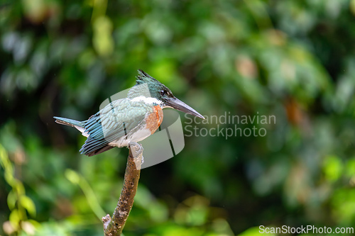 Image of Amazon Kingfisher, Chloroceryle amazona, Refugio de Vida Silvestre Cano Negro, Wildlife and bird watching in Costa Rica