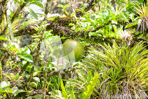 Image of Crescentia tree producing large fruits, Refugio de Vida Silvestre Cano Negro rainforest, Costa Rica wilderness landscape.